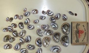 Vis sluk 43 perlemoentjies